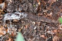 Atypus
