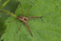 Pisaura mirabilis