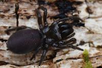 Atypus affinis
