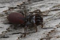 Atypus affinis