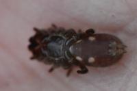 Atypus affinis