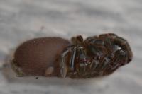 Atypus affinis