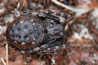 Nuctenea umbratica