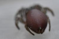 Atypus affinis