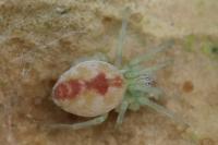 Nigma puella