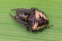 Gibbaranea bituberculata
