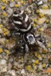 Salticus scenicus