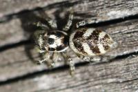 Salticus scenicus
