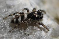 Salticus scenicus