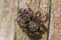 Pseudeuophrys erratica