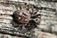Pseudeuophrys erratica
