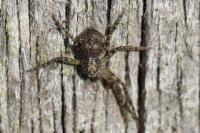Philodromus
