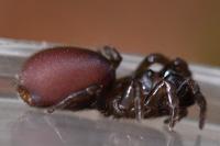 Atypus affinis