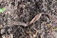 Atypus affinis