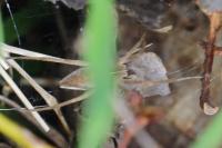 Pisaura mirabilis