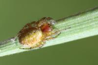 Araniella