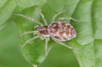 Nigma flavescens