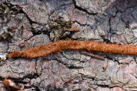 Atypus