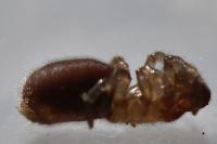 Atypus