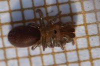Atypus