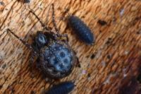 Nuctenea umbratica