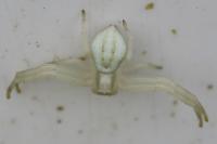 Misumena vatia