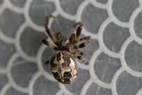 Larinioides cornutus