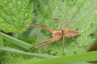 Pisaura mirabilis