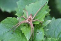 Pisaura mirabilis