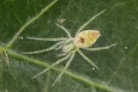Nigma puella