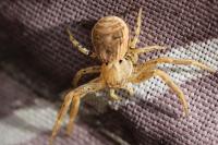 Xysticus