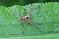 Pisaura mirabilis