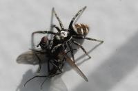 Salticus scenicus