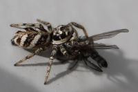 Salticus scenicus