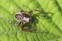 Agalenatea redii