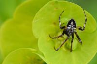 Agalenatea redii