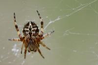 Agalenatea redii