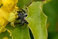 Misumena vatia