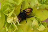 Misumena vatia