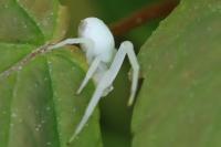 Misumena vatia
