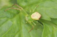 Ebrechtella tricuspidata