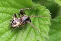 Gibbaranea bituberculata