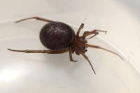 Steatoda grossa
