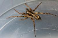 Anyphaena accentuata