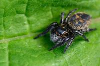 Carrhotus xanthogramma