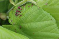 Eriophyes