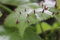 Eriophyes