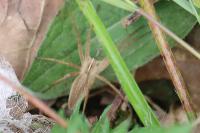 Pisaura mirabilis