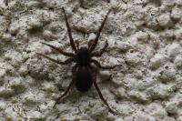 Pardosa