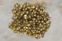 Araneus diadematus